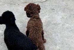 狗与狗交配视频,揭秘犬类交配行为